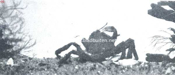 Onbekend, 1912, Onbekend, Zeespinnen-maskerade. V. De zeespin heeft de stukken roodwier (Ceramium) weer verwijderd, terwijl ze daarvoor in plaats grootere stukken blaaswier aan haar lichaam heeft gehecht