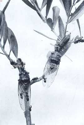 Onbekend, 1912, Onbekend, De krekel en de mier. De borende krekel en de dorstige mier