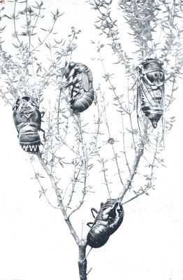 Onbekend, 1912, Onbekend, De cicade van larve tot volkomen insect