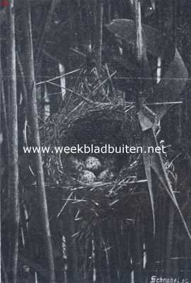 Nest met eitjes van de kleine karekiet