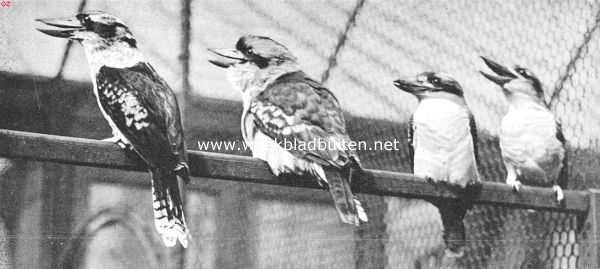 Onbekend, 1912, Onbekend, Kiekjes uit de vogelwereld. Reuzen-ijsvogels (Halcyon Giganteus)