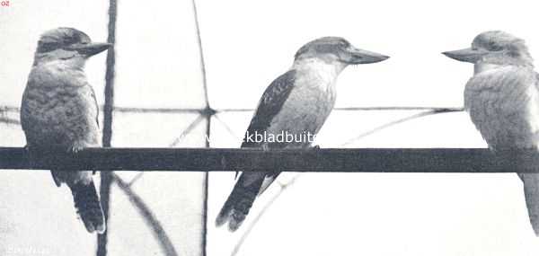 Onbekend, 1912, Onbekend, Kiekjes uit de vogelwereld. Reuzen-ijsvogels