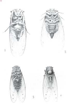 Onbekend, 1912, Onbekend, De cicade als zanger. 1. Volwassen mannetjes cicade (buikzijde). 2. Volwassen wijfjes cicade (buikzijde). 3. Wingerd cicade, mannetje en wijfje
