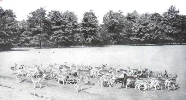 Overijssel, 1912, Delden, Een kudde damherten in het park van Huize Twickel