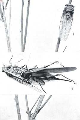 1. Het cicade-wijfje bezig eitjes te leggen. 2. Strijd tusschen den sabelsprinkhaan en de cicade