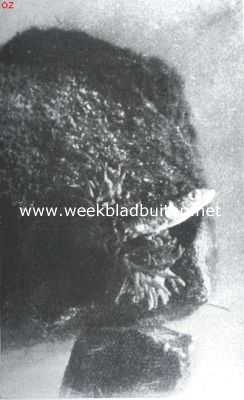Onbekend, 1912, Onbekend, Zeeanemone bij den maalltijd. I. Het stekelbaarsje wordt bij het staarteinde door de vangarmen van de zeeanemone gegrepen