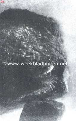 Onbekend, 1912, Onbekend, Zeeanemone bij den maalltijd. III. Uit de tentakel komt alleen nog de kop van den stekel tevoorschijn; de lengte van de zeeanemone is zichtbaar toegenomen na het verzwelgen van het vischje