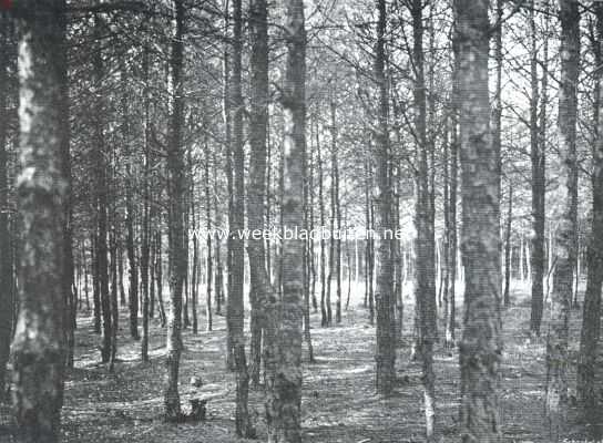 Onbekend, 1912, Onbekend, Sprokkelmaand. Een schoongemaakt dennenbosch