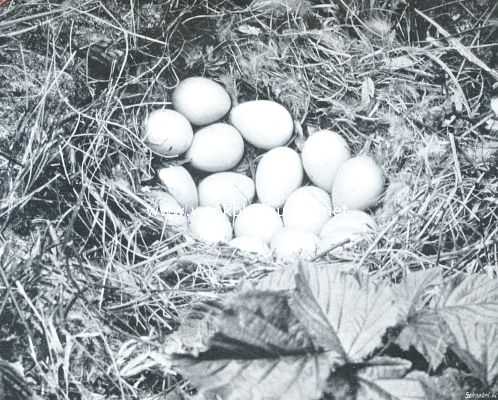 De patrijs. Nest met 22 eieren van den patrijs, waarvan er slechts 17 zichtbaar zijn. (een zoo groot getal komt zelden voor)