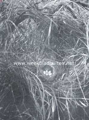 Nest met eieren van het kneutje