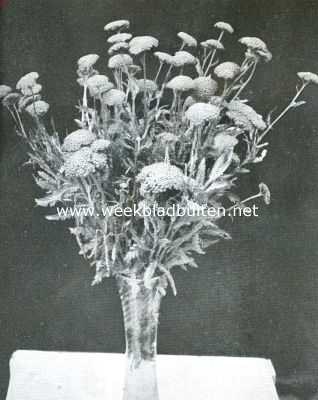 Achillea Millefolium. Parker's var. Een fraaie rijkbloeiende vaste plant met fijn ingesneden bladeren