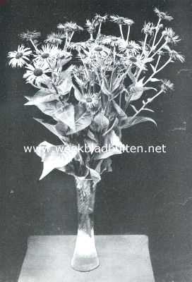 Onbekend, 1912, Onbekend, Inula Macrocephala. Een prachtige vaste plant met goudgele bloemen, uitnemend geschikt om vrijstaand te worden uitgeplant