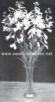 Onbekend, 1912, Onbekend, Funkia Alba Minor. Een mooie vaste plant voor schaduwrijke plaatsen
