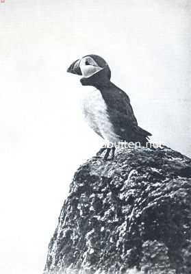 Onbekend, 1912, Onbekend, De papegaaiduiker