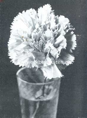 Amerikaansche Anjer M. Barsse Van Brienen. Certificaat 1ste klasse op de plantenkeuring der Nederlandsche Maatschappij van Tuinbouw en Plantkunde van 12 Maart 1912