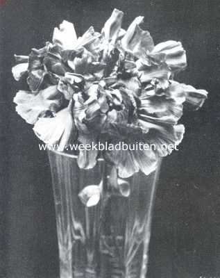 Onbekend, 1912, Onbekend, Malmaison Anjer Mrs. C.F. Raphal. Certificaat 1ste klasse op de plantenkeuring der Nederlandsche Maatschappij van Tuinbouw en Plantkunde van 12 Maart 1912