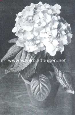 Onbekend, 1912, Onbekend, Hydrangea Mlle Rene Gaillard. Certificaat 1ste klasse op de plantenkeuring der Nederlandsche Maatschappij van Tuinbouw en Plantkunde van 12 Maart 1912