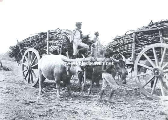 Indonesi, 1912, Onbekend, Fabricatie van rietsuiker op Java. Vervoer van suikerriet met karbouwenkarren naar de fabriek