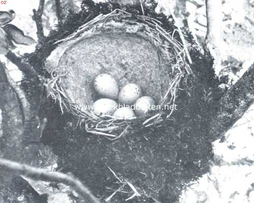 De zanglijster. Nest met eieren van een zanglijster