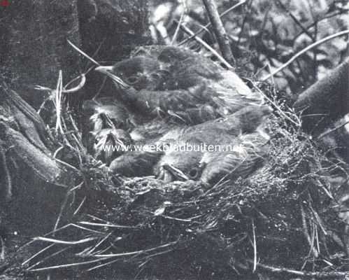 Onbekend, 1912, Onbekend, De zanglijster. Nest met jonge zanglijsters 2