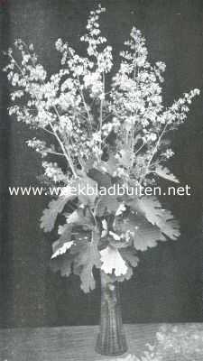 Bocconia Japonica. Prachtige vaste plant met blauw-grijze bladeren, uitnemend geschikt om vrijstaand te worden uitgeplant
