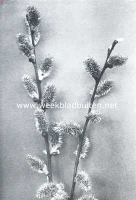 Onbekend, 1912, Onbekend, Stamperkatjes in bloei