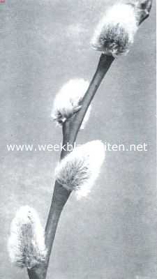 Onbekend, 1912, Onbekend, Wilgenkatjes voor den bloei