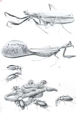 Onbekend, 1912, Onbekend, De bidsprinkhaan. 1. Het wijfje bezig het mannetje te verslinden tijdens de paring. Het wijfje voltooit haar nest