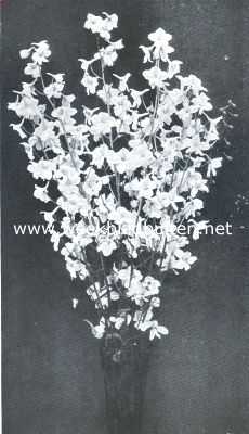 Onbekend, 1912, Onbekend, Delphinium Hybridum Moerheimi. Vaste plant met zuiver witte bloemen