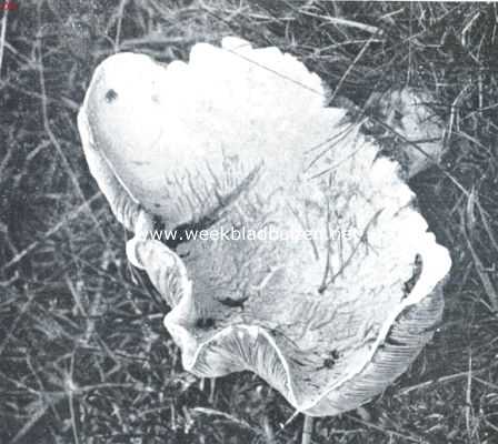 Duiveltjesbrood. Een Agaricus. Zooals hier duidelijk zichtbaar is, bevinden zich aan den onderkant streepjesachtige bladen, de zoogenaamde lamellen, ook kan men hier duidelijk zien, hoe de paddenstoel vaak door het gras heengroeit