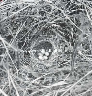 Nest en eieren van de grasmusch