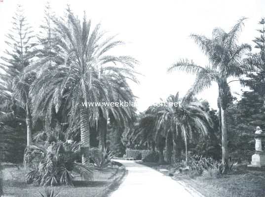 Itali, 1912, Palermo, Sicili. Tropische plantengroei in een tuin te Palermo