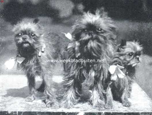 Onbekend, 1912, Onbekend, Griffons Bruxellois. Winners van eerste prijzen