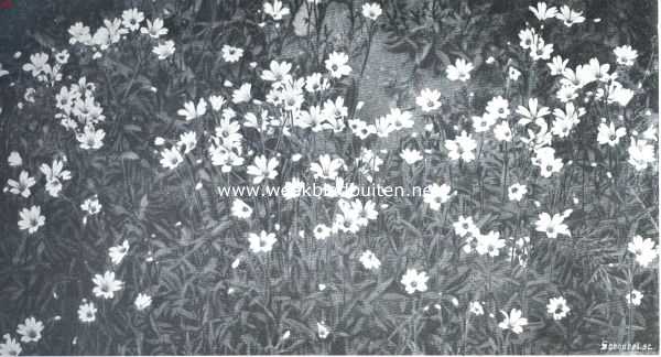 Onbekend, 1912, Onbekend, Als de lente in het woud komt. Wilde bloesemschoonheid. Stellaria Holostea