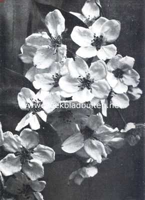 Onbekend, 1912, Onbekend, Als de lente in het woud komt. De bloesemweelde van n peretakje