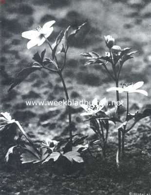 Onbekend, 1912, Onbekend, Als de lente in het woud komt. Wilde anemonen. (Anemone Nemorosi)