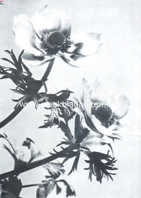 Onbekend, 1912, Onbekend, Als de lente in het woud komt. Gekweekte anemonen. (Anemone de Can)