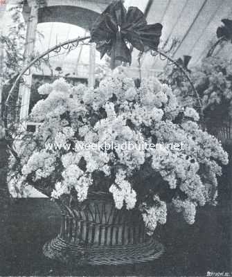 Engeland, 1912, Londen, De Internationale Tuinbouwtentoonstelling te Londen. Een mand met afgesneden Aalsmeersche seringen