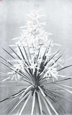 Onbekend, 1912, Onbekend, Dracaena Indivisa. De hier afgebeelde plant, in het bezit van den heer A. Aikes, bloemist te Kampen, is 25  30 jaar oud, heeft een hoogte van ongeveer 3 M. en draagt een mooie, zware bloemwijze van ruim 1 M. lengte, die uit kleine stervormige bloempjes bestaat, welke een zoeten amandelgeur verspreiden. Plantenkenners zullen weten, dat het niet dikwijls voorkomt, dat een Draecena Indivisa tot bloei komt. Dit vindt in het algemeen hierin  zijn verklaring, dat zijn, evenals al de andere boomachtige Liliacen pas op ouderen leeftijd kan bloeien. En dat zij, bij een zorgvuldige behandeling, dan tot bloei kan komen, daarvan is het prachtige exemplaar, waarvan de afbeelding hierboven is geplaatst, nog een sprekend bewijs