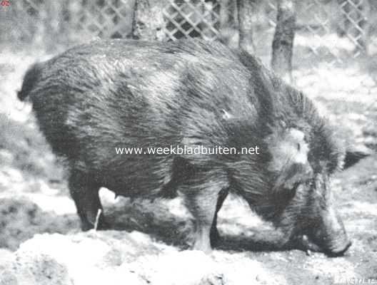 Onbekend, 1912, Onbekend, Wilde varkens. De wilde zeug op 