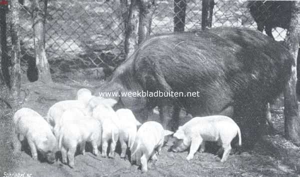 Onbekend, 1912, Onbekend, Wilde varkens. De gelukkige moeder met hare kinderen