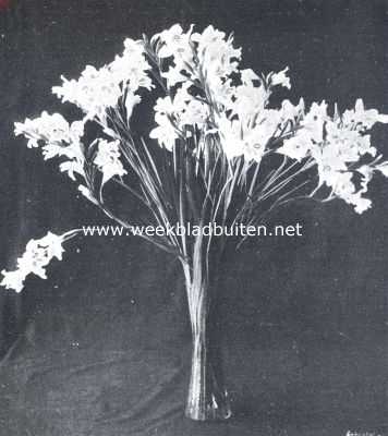 Onbekend, 1912, Onbekend, Gladiolus Nanus 
