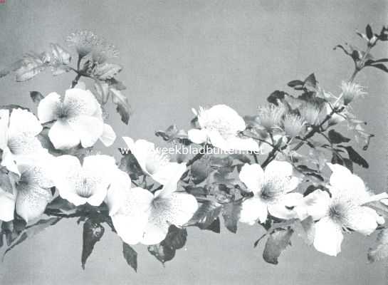 Onbekend, 1912, Onbekend, Eucryphia Pinnatifolia