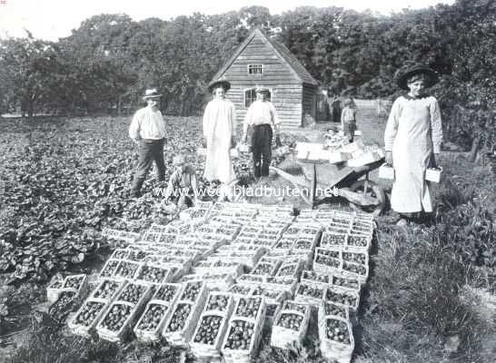 Noord-Holland, 1912, Beverwijk, Berverwijk en zijn tuinbouw. De eerste pluk aardbeien in de 