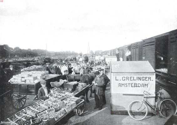 Noord-Holland, 1912, Beverwijk, Berverwijk en zijn tuinbouw. Beverwijk. Transport van de aardbeien
