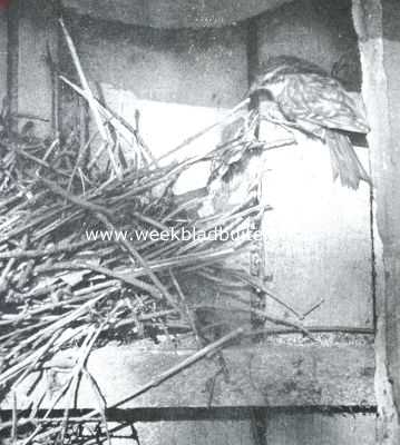 Onbekend, 1912, Onbekend, Kiekjes uit de vogelwereld. Boomkruiper, een jong voerend