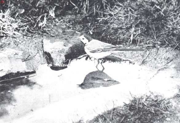 Onbekend, 1912, Onbekend, Kiekjes uit de vogelwereld. Witte kwikstaart badend