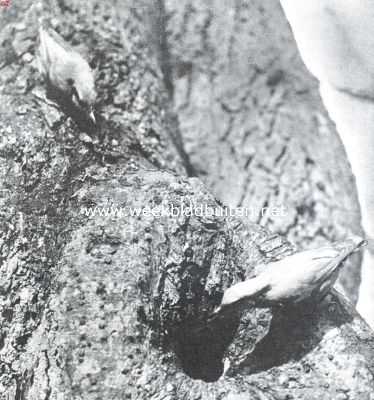 Onbekend, 1912, Onbekend, Kiekjes uit de vogelwereld. Twee boomklevers bij den ingang van het nest
