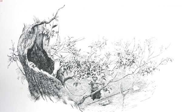 Onbekend, 1912, Onbekend, Andersen en zijn sprookjes. De soldaat klom in den boom, liet zich neerzakken in het hol .