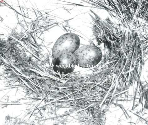 Onbekend, 1912, Onbekend, Door de duinen. Nest met eieren van den zilvermeeuw